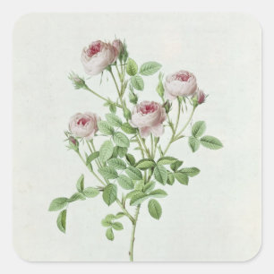 Rosa Pomponia, von 'Les Rosen Quadratischer Aufkleber