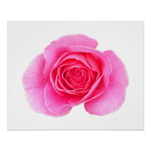 Rosa Poster