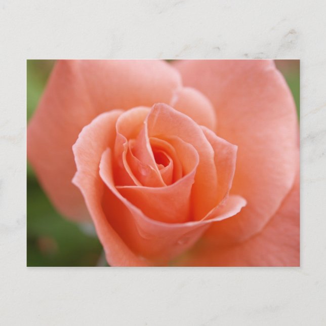 Rosa Postkarte (Vorderseite)