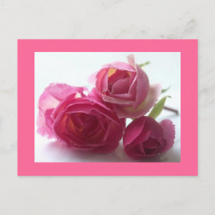 rosa postkarte