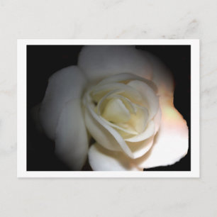 Rosa Postkarte