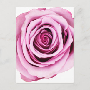 Rosa Postkarte