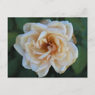 Rosa Postkarte