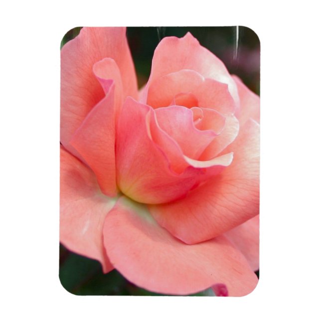 Rosa Premium Magnet (Vertikal)