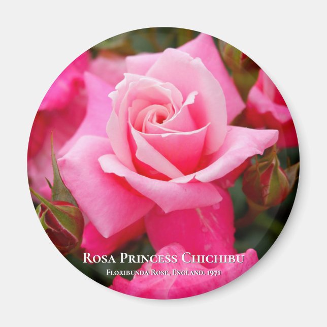 Rosa Princess グ Chichibuネ Magnet (Vorne)