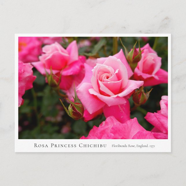 Rosa Princess Chichibu Postkarte (Vorderseite)