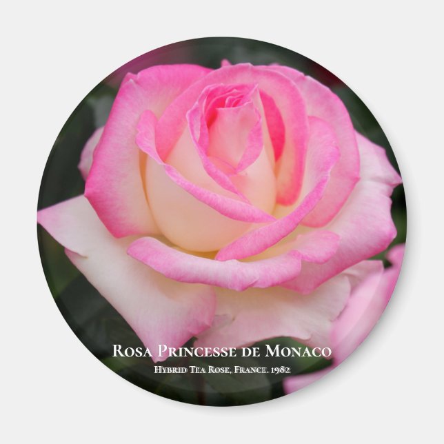 Rosa Princesse de Monaco Magnet (Vorne)