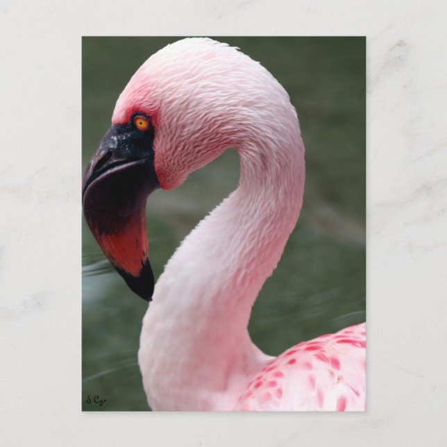 rosa Profil Postkarte (Vorderseite)