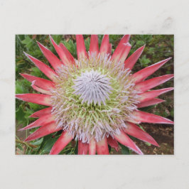 Rosa Protea blühende Pflanze Hawaii Postkarte