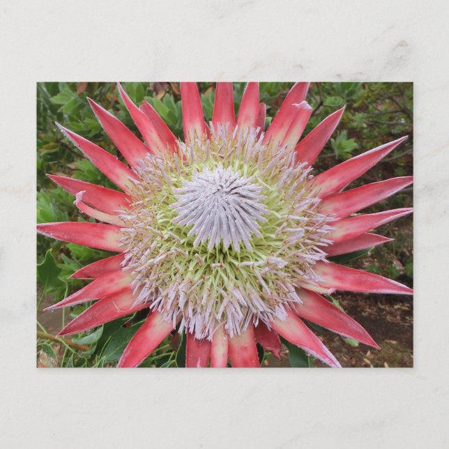 Rosa Protea blühende Pflanze Hawaii Postkarte (Vorderseite)