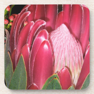 Rosa Protea-Blume Untersetzer