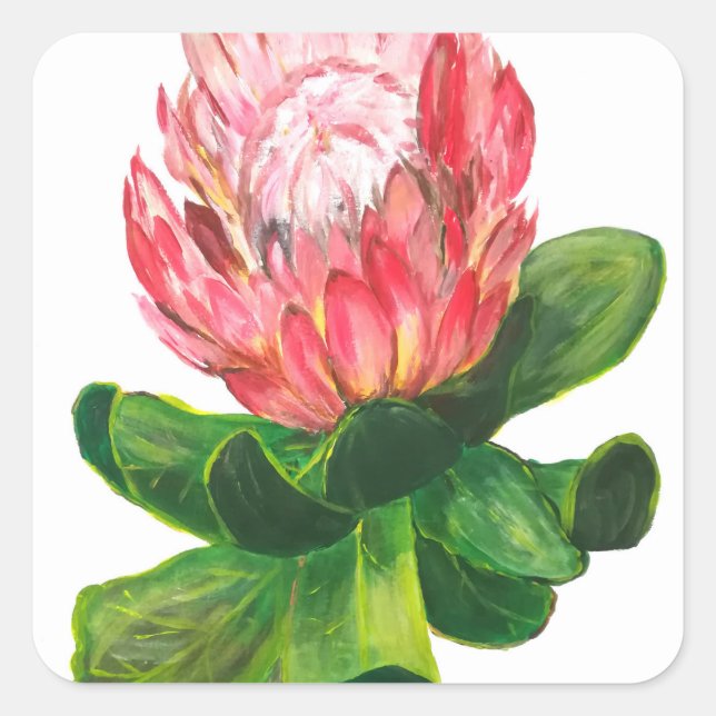 Rosa Protea, Königliche Protea Blume, tropisch, af Quadratischer Aufkleber (Vorderseite)