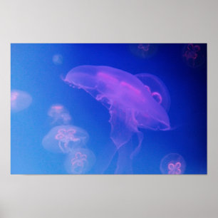 Rosa Quallen im blauen Wasser Poster