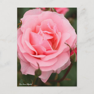 Rosa Queen Elizabeth : Carte postale