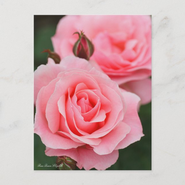Rosa Queen Elizabeth: Postcard Postkarte (Vorderseite)