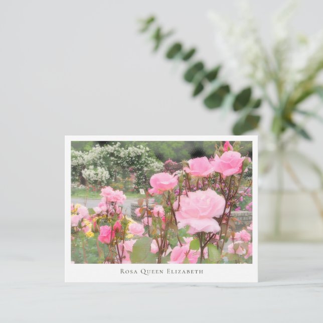 Rosa Queen Elizabeth Postkarte (Stehend Vorderseite)