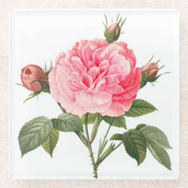 Rosa Redoute Rose Blume Untersetzer (Vorderseite)