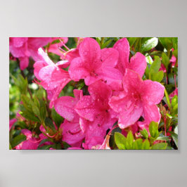Rosa Rhododendren Poster