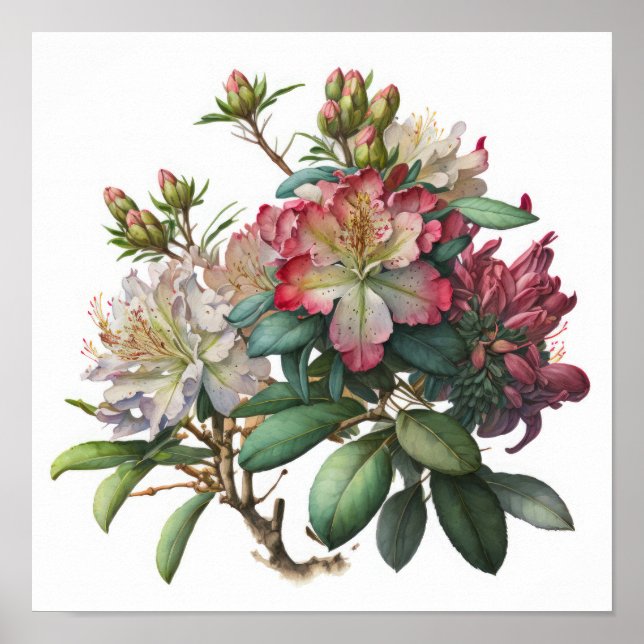 Rosa Rhododendron Blume Art Print Poster (Vorne)