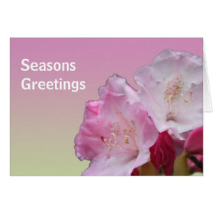 Rosa Rhododendron Blume Frohe Festtage