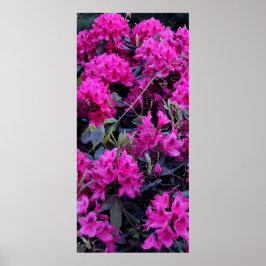 Rosa Rhododendron-Blume Poster