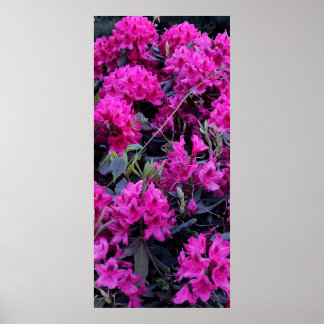 Rosa Rhododendron-Blume Poster