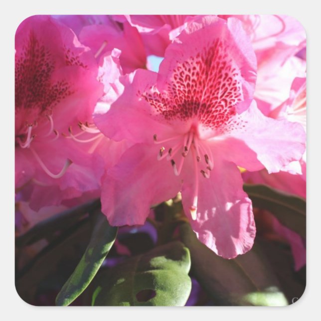 Rosa Rhododendron-Blume Quadratischer Aufkleber (Vorderseite)