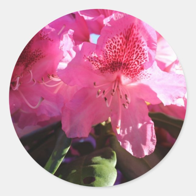 Rosa Rhododendron-Blume Runder Aufkleber (Vorderseite)