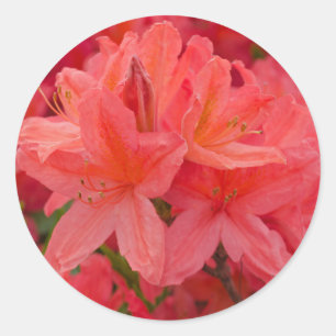 Rosa Rhododendron-Blumen-Aufkleber Runder Aufkleber