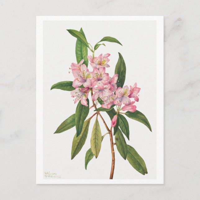 Rosa Rhododendron Botanische Illustration Postkarte (Vorderseite)