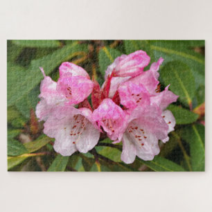 Rosa Rhododendron, Dandenong Ranges, Australien