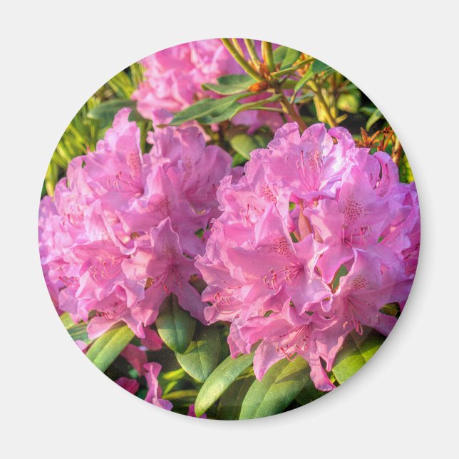 Rosa Rhododendron II Magnet (Vorne)