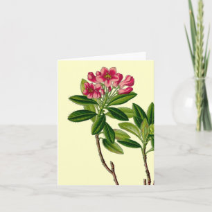 Rosa Rhododendron-Illustration Karte
