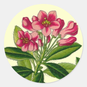 Rosa Rhododendron-Illustration Runder Aufkleber
