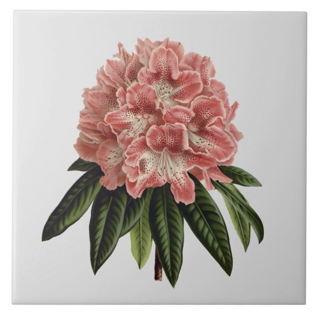 Rosa Rhododendron-kundenspezifische Farbfliese 6x6 Fliese (Vorderseite)