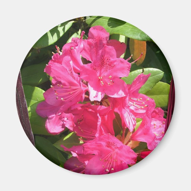 Rosa Rhododendron Magnet (Vorne)