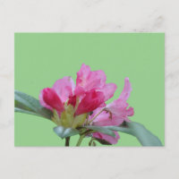 Rosa Rhododendron Nahe die Kruste auf. BG DIY Post