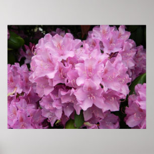 Rosa Rhododendron-Plakat Poster