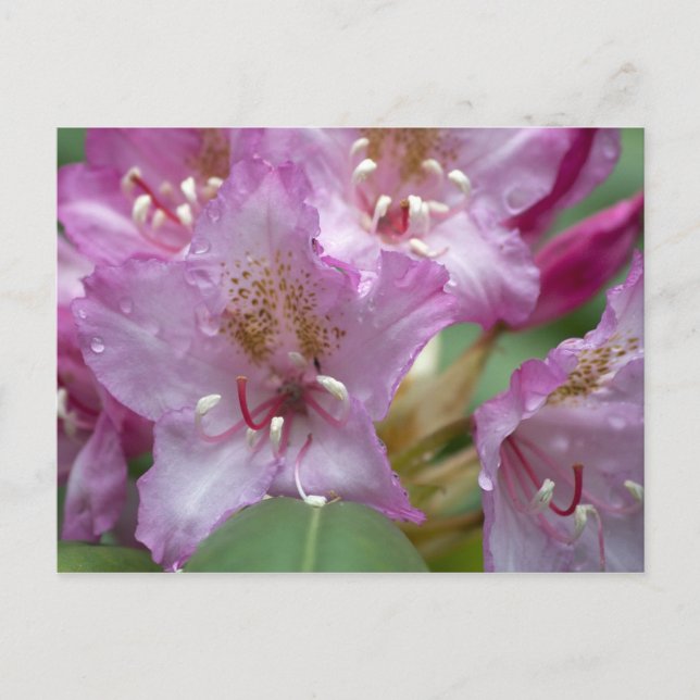 Rosa Rhododendron Postkarte (Vorderseite)