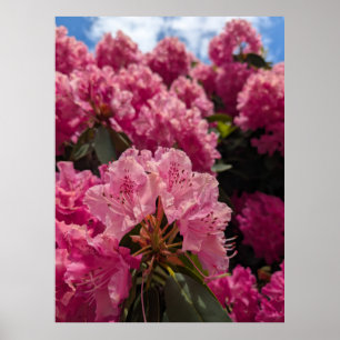 Rosa Rhododendronblüten im Frühlingslicht Poster