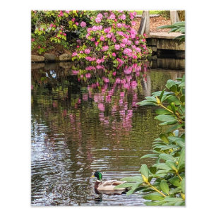 Rosa Rhododendronblüten Wasserspiegelung Fotodruck