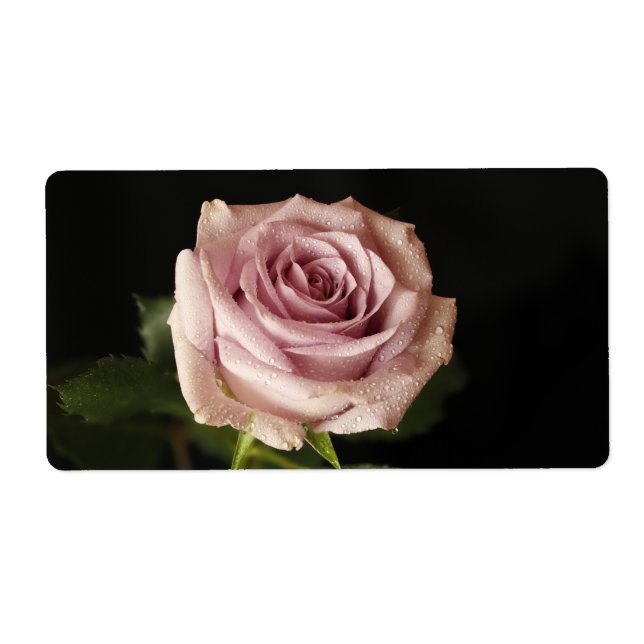Rosa Rosa (Vorne)