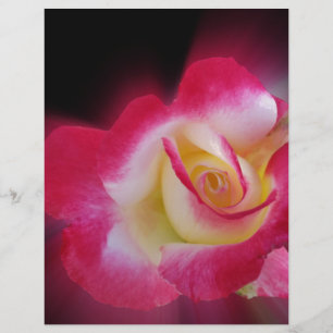 Rosa-Rosa