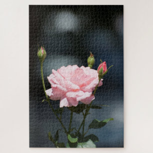 Rosa Rosa