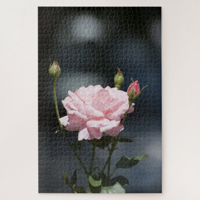 Rosa Rosa (Vertikal)
