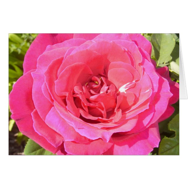 Rosa Rosa (Vorderseite (Horizontal))