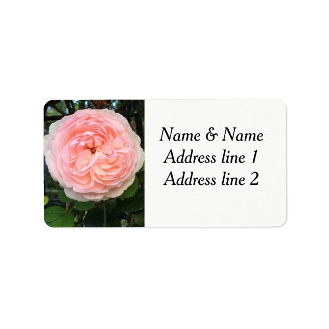 Rosa Rosa-Adressetiketten Adressaufkleber (Vorne)