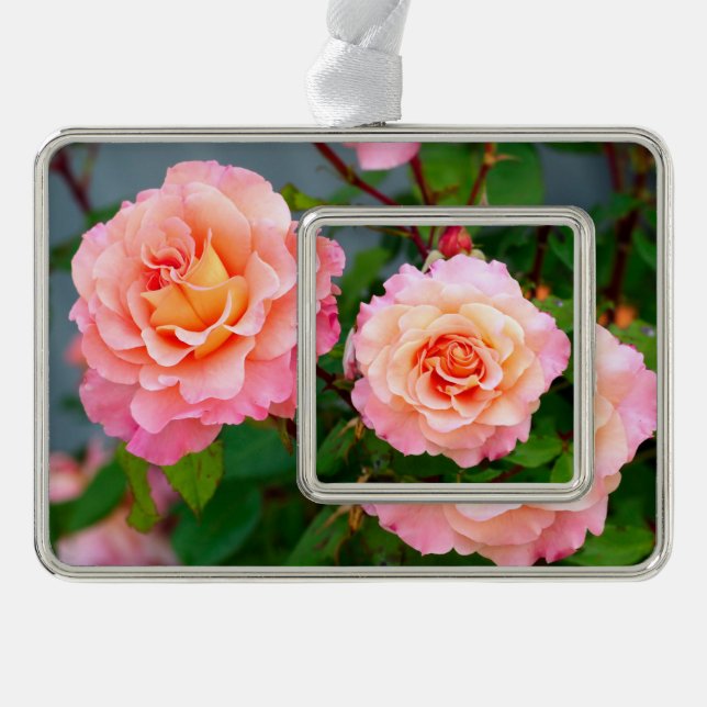 Rosa Rosa Blume in einem Gartenposter Rahmen-Ornament Silber (Vorderseite)