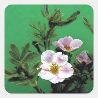Rosa Rosa-Blume in grün, elegant Quadratischer Aufkleber