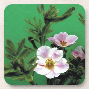 Rosa Rosa-Blume in grün, elegant Untersetzer